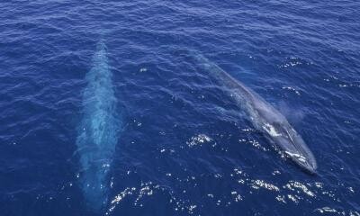 Balenele albastre au revenit în largul coastelor spaniole ale Oceanului Atlantic, după o absenţă de 40 de ani (sursa foto: Flickr)
