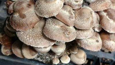 Ciupercile Shiitake