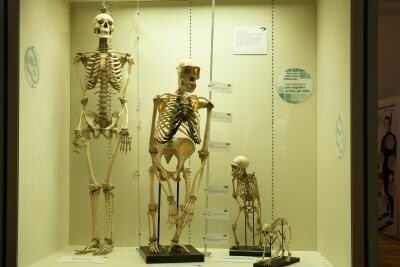 Homo bodoensis - specia umană care a trăit în urmă cu 500.000 de ani (sursa foto: Pixabay)