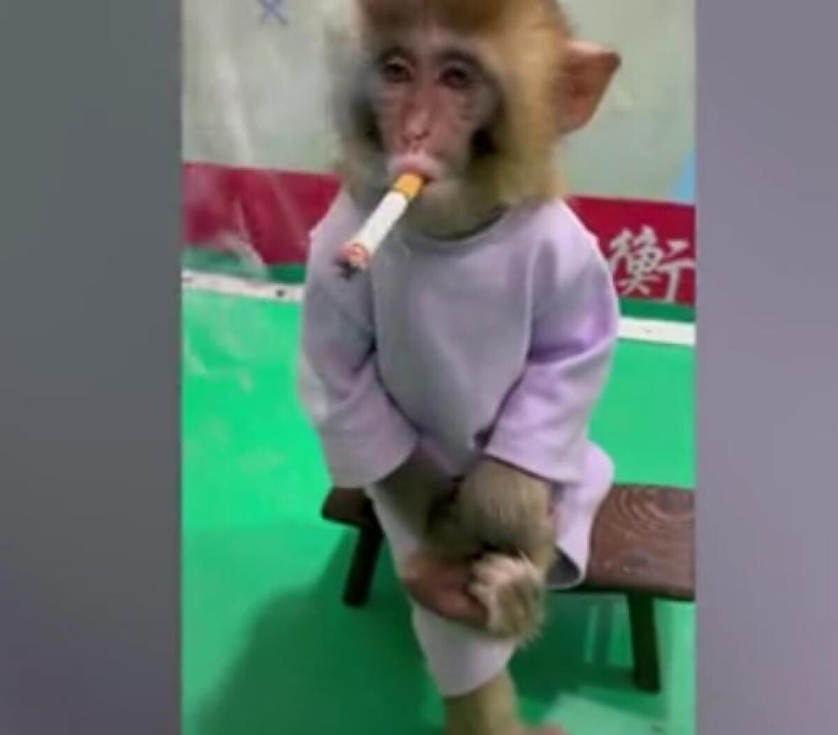 Maimuță, forțată să fumeze pentru o campanie anti-fumat / Captură video Daily Mail