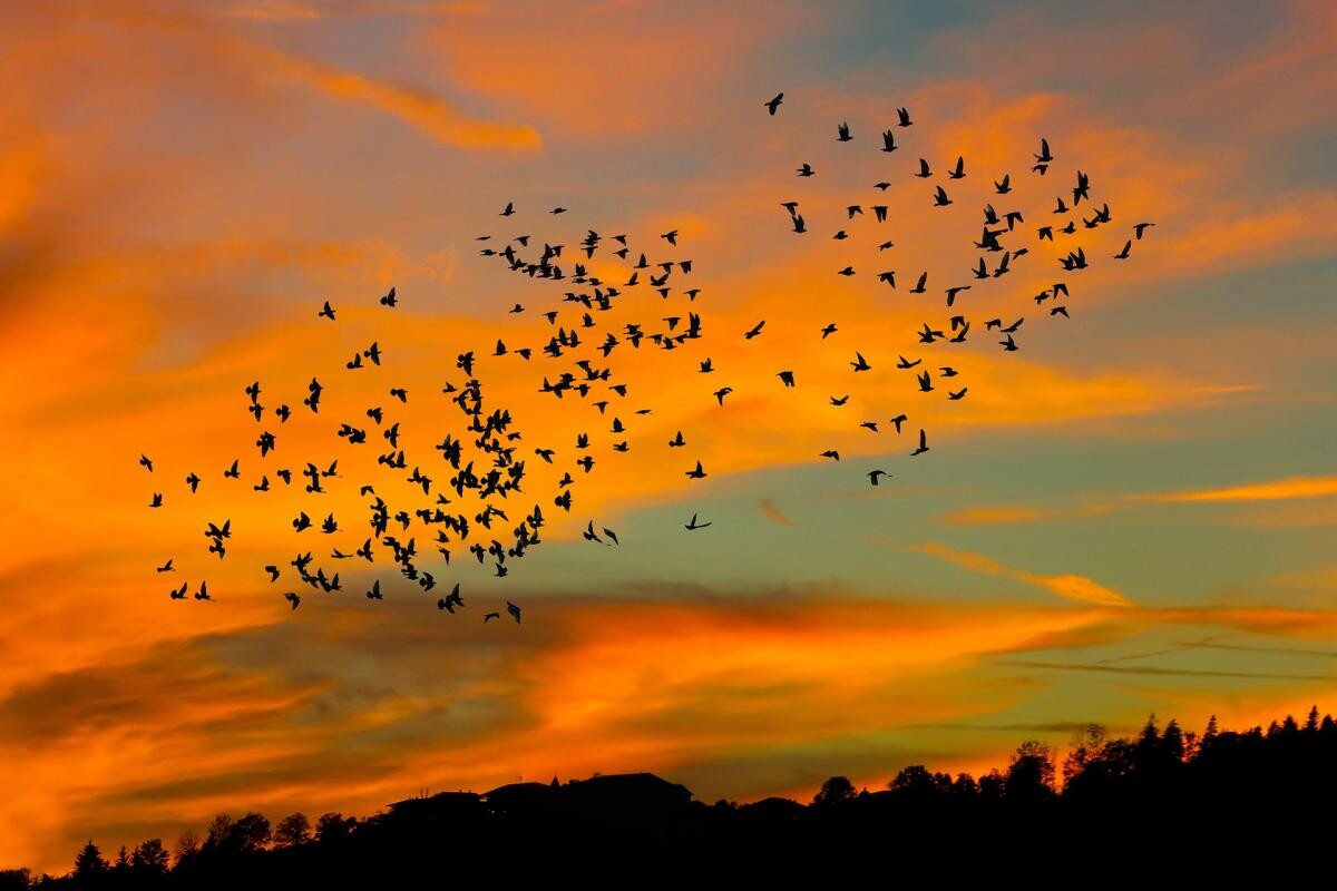 Sute de milioane de păsări au dispărut din Europa în ultimii 40 de ani / Foto cu caracter ilustrativ: Pixabay
