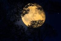 Luna Castorului. Tot ce trebuie să ştii despre Luna Plină din noiembrie (sursa foto: Pixabay)