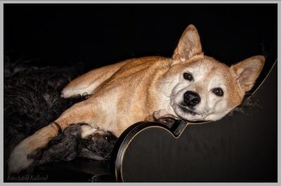 Multă lume caută un câine Shiba Inu de vânzare. Cum trebuie îngrijit un astfel de animăluț / Foto cu caracter ilustrativ: Pixabay