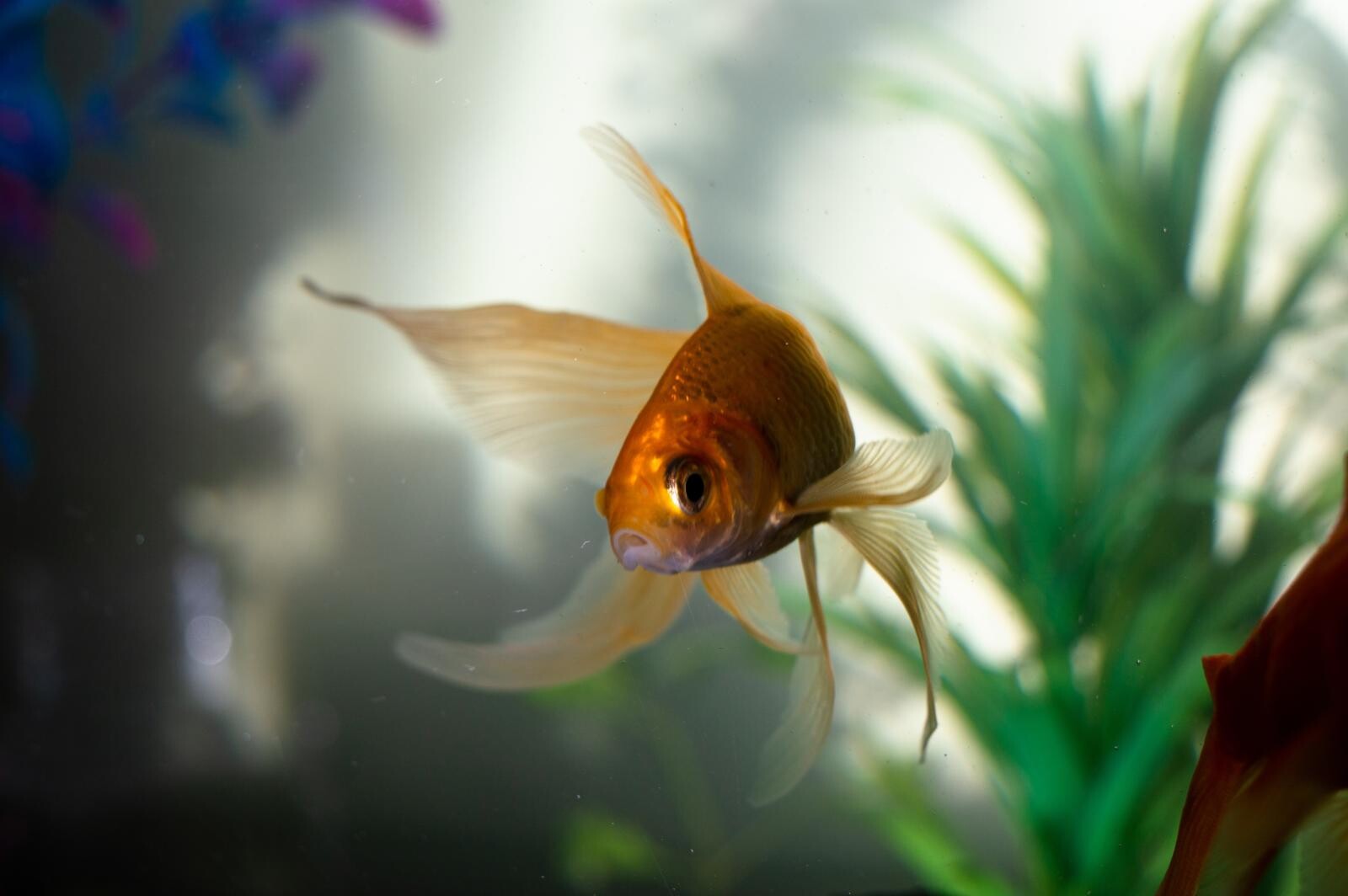 Optimistic Flicker Ruckus Povestea peștelui „reînviat” după dispariție, „un adevărat reper pentru  conservare” | Astrosens.ro