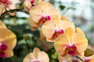 Orhideea de pe pervaz va înflori tot anul. Trucul grădinarilor cu experiență a fost dezvăluit. Sursa - pixabay.com