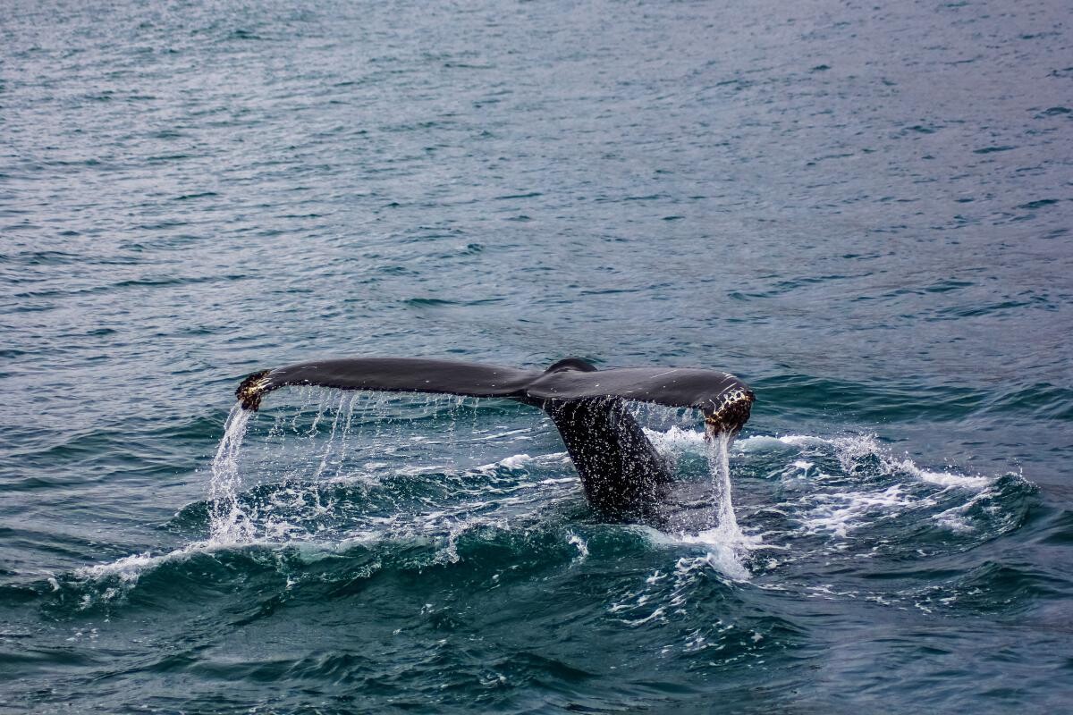 Zeci de balene-pilot au murit pe o plajă din Tasmania. Motivul este încă necunoscut / Foto cu rol ilustrativ: Freepik